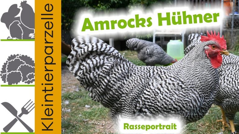 Amrocks Hühner Rasseportrait