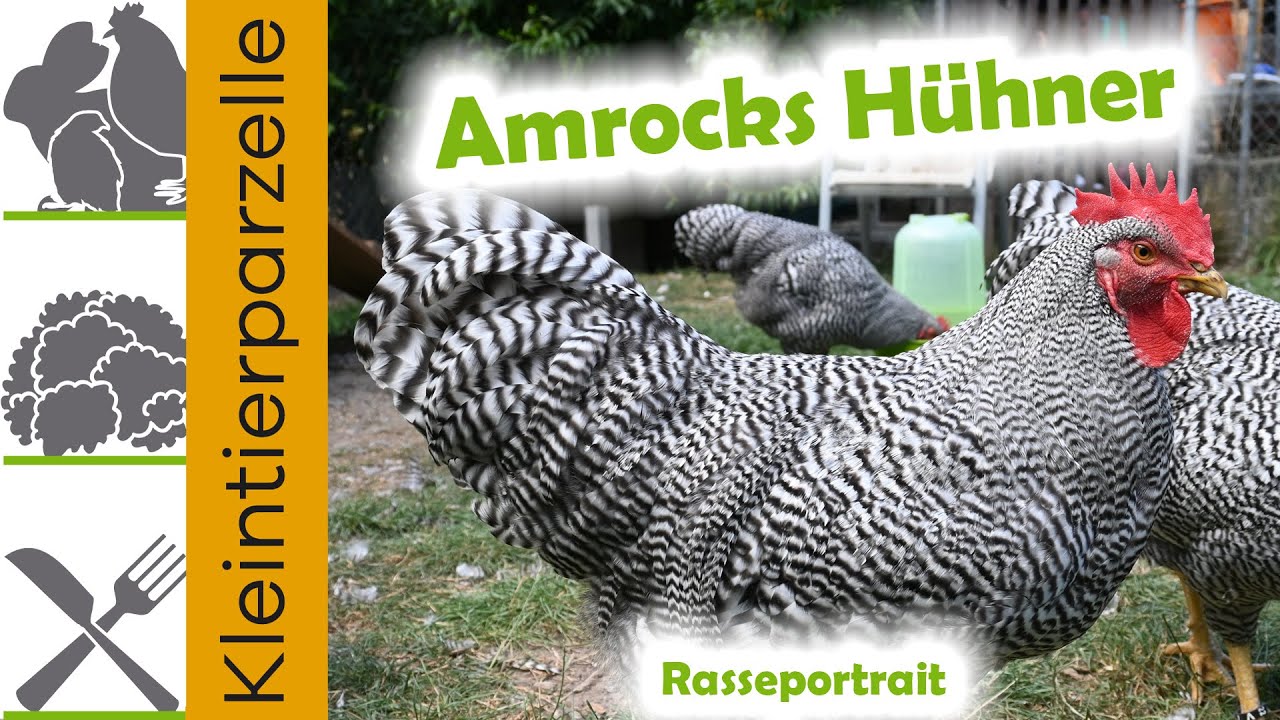 Amrocks Hühner Rasseportrait