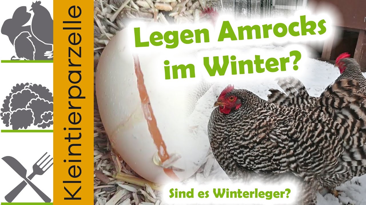 Legen Amrocks im Winter?