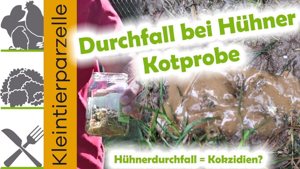 Durchfall bei Hühnern: Ursachen, Kotproben und Hilfe bei Kokzidiose
