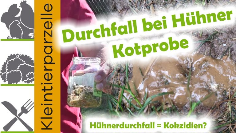 Durchfall bei Hühnern: Ursachen, Kotproben und Hilfe bei Kokzidiose