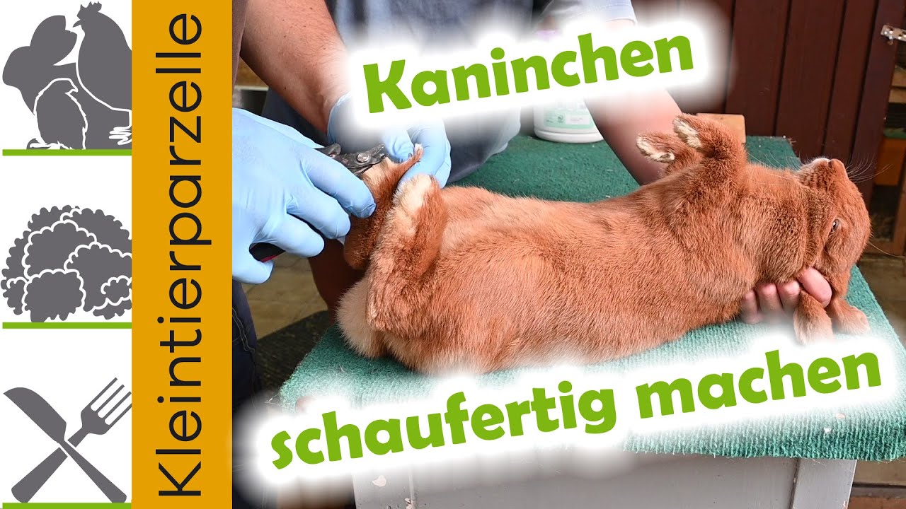 Kaninchen schaufertig machen