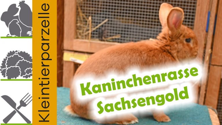 Kaninchenrasse Sachsengold Rasseportrait