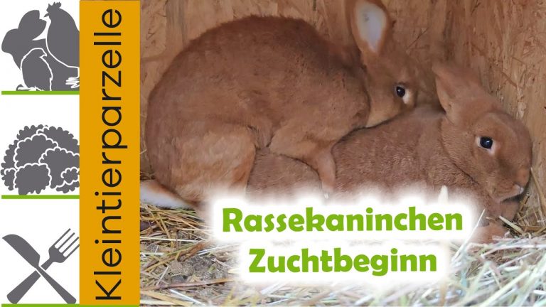Rassekaninchen Zuchtbeginn