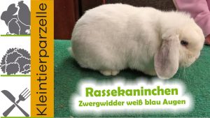 Zwergwidder weiß blau Augen | Rassekaninchen Zwergwidder | Kaninchen Zucht