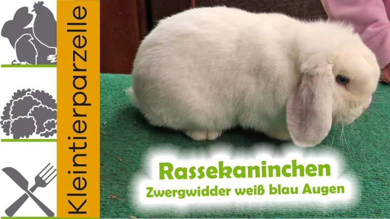 Zwergwidder weiß blau Augen | Rassekaninchen Zwergwidder | Kaninchen Zucht