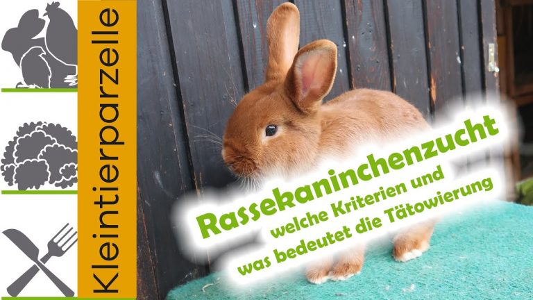 Rassekaninchenzucht welche Kriterien und was bedeutet die Tätowierung im Ohr bei der Kaninchenzucht