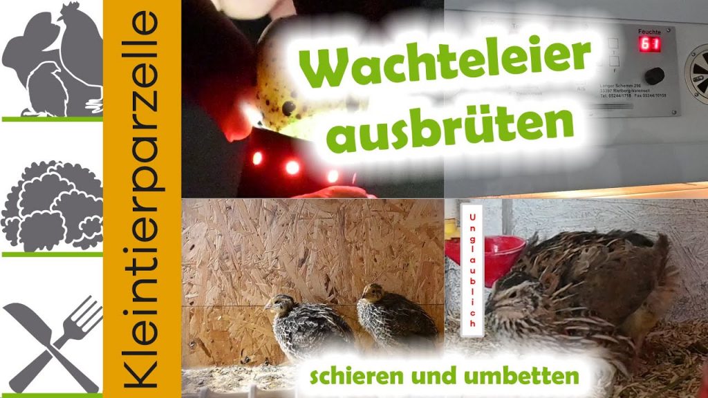 Wachteleier ausbrüten schieren umbetten