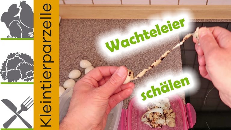 Wachteleier schälen und pellen der restlichen Wachtelei Eihaut