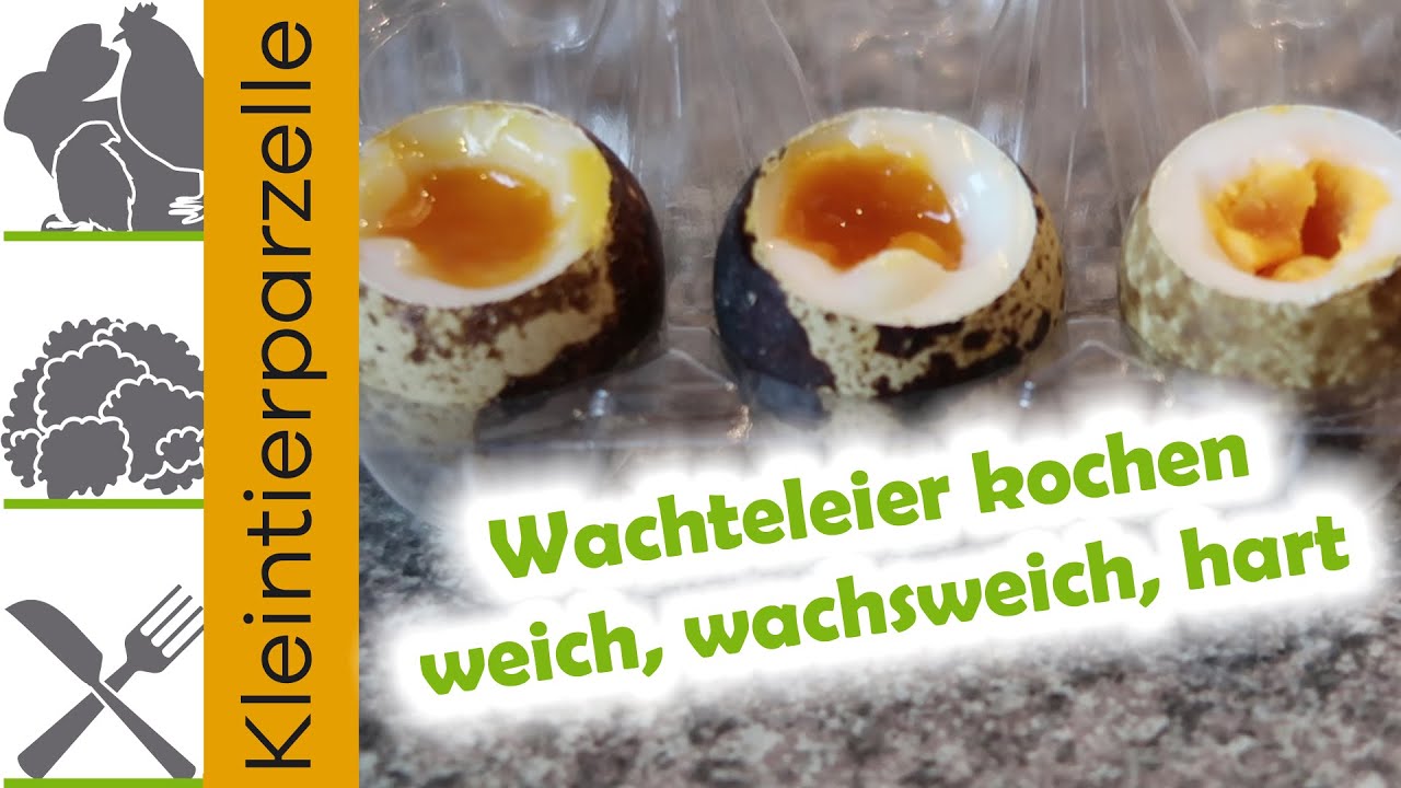 Wachteleier kochen weich, wachsweich, hart gekochte Wachteleier
