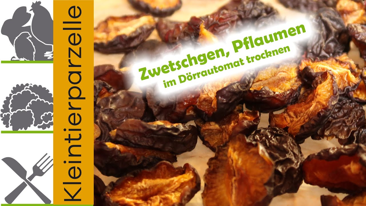 Zwetschgen,Pflaumen im Dörrautomet trocknen