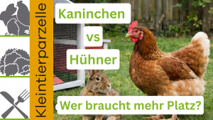 Kaninchen vs Hühner Stall