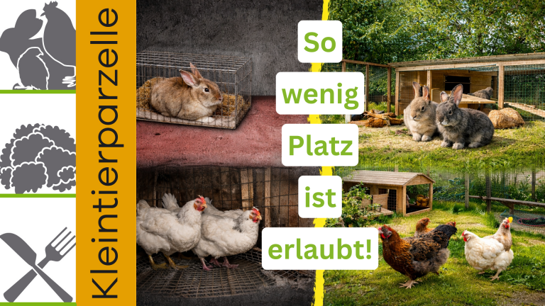 Hühner Kaninchen So wenig Platz ist erlaubt?