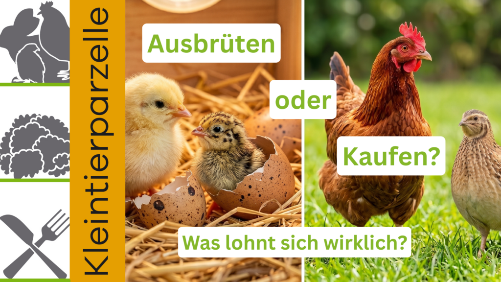 Hühner Wachteln kaufen oder ausbrüten