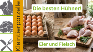 Hühner für die Selbstversorgung Eier und Fleisch