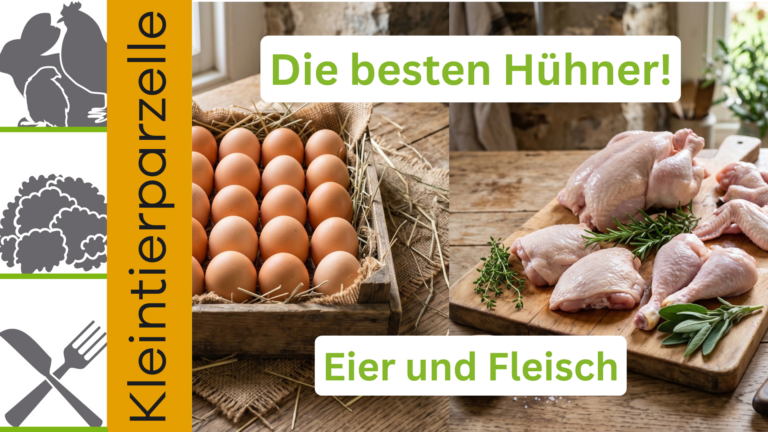 Hühner für die Selbstversorgung Eier und Fleisch